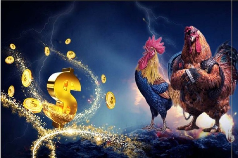 Những thể loại đá gà được ưa chuộng tại 3King