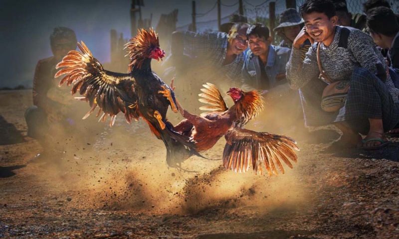 Đá gà 3King và tỷ lệ kèo cược hấp dẫn nhất